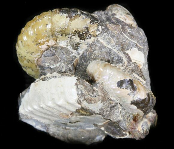 Hoploscaphites Ammonite Cluster - South Dakota #44048